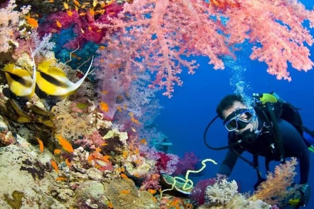 Diving Adventure – Discover the Red Sea - Photo 3