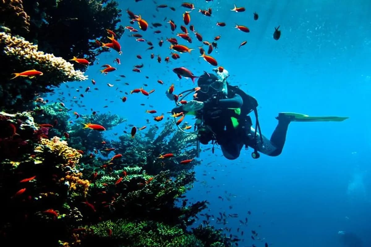 Diving Adventure – Discover the Red Sea - 1