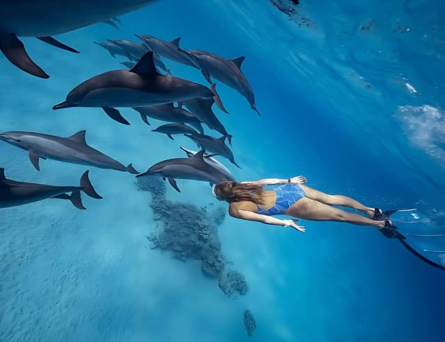 Dolphin House Marsa Alam – Snorkeling & Dolphin Watching Day Trip - Photo 4
