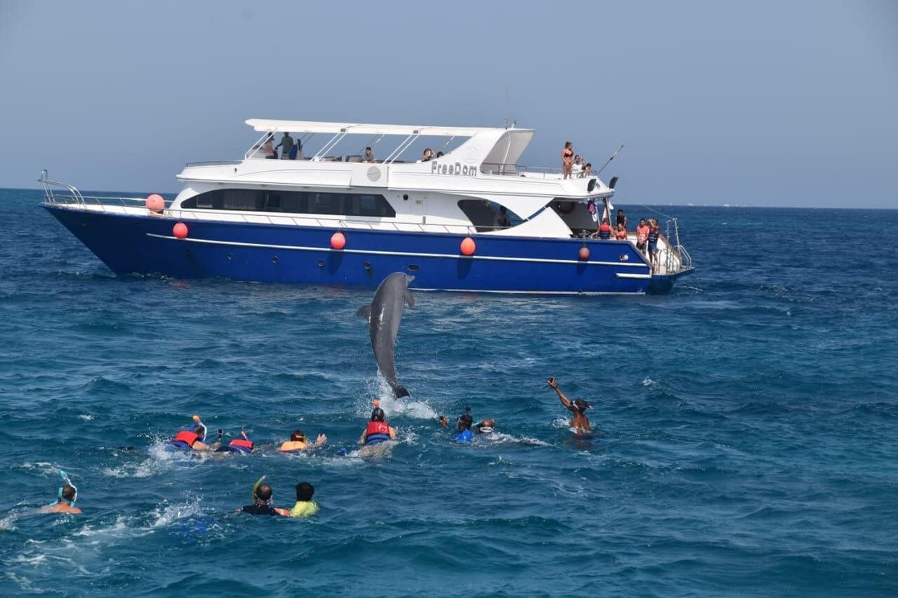 Dolphin House Marsa Alam – Snorkeling & Dolphin Watching Day Trip - 1