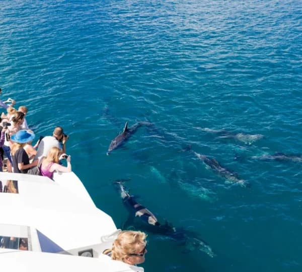 Dolphin House Snorkeling Tour from Hurghada - Photo 10