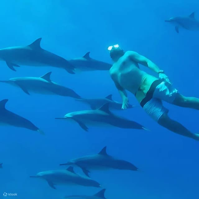Dolphin House Snorkeling Tour from Hurghada - Photo 12